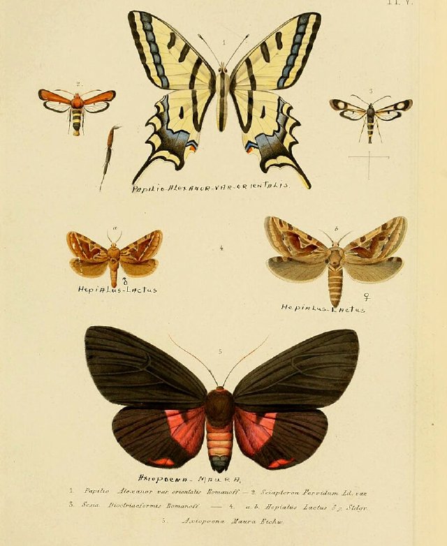 Романов Н. М. Mémoires sur les lépidoptères. 1884. Одна из страниц.