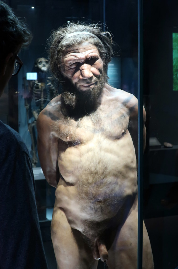 Modelo de neandertal en el Museo de Historia Natural de Londres
