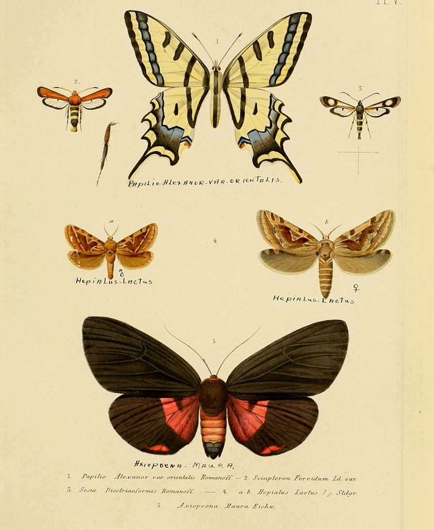 Románov, N. M. Mémoires sur les lépidoptères. 1884. Una página.
